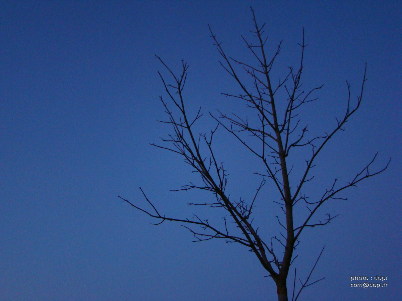 00002 mars2008 274,medium large.2x.1486913467